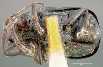 Media type: image;   Entomology 24979 Aspect: habitus ventral view